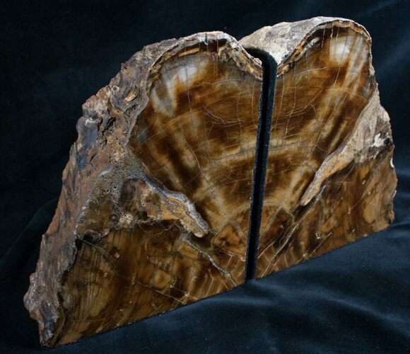 Oregon Petrified Wood Bookends - Tall, Deep #7619